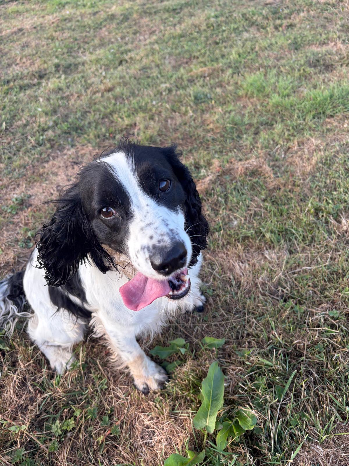 Springer spaniel portrait in the evening light