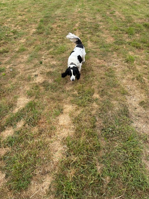 Springer spaniel exploring the open field