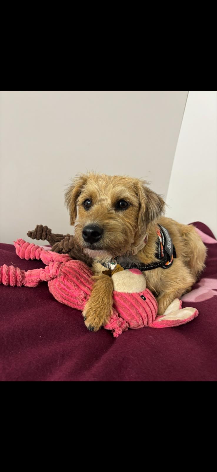 Terrier guest snuggled up with a favourite toy