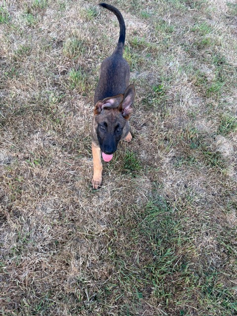 German shepherd puppy playing tug in the paddock