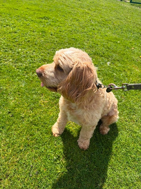 Cockapoo guest soaking up the sunshine
