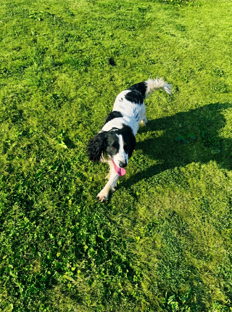 Springer spaniel bounding across the green paddock