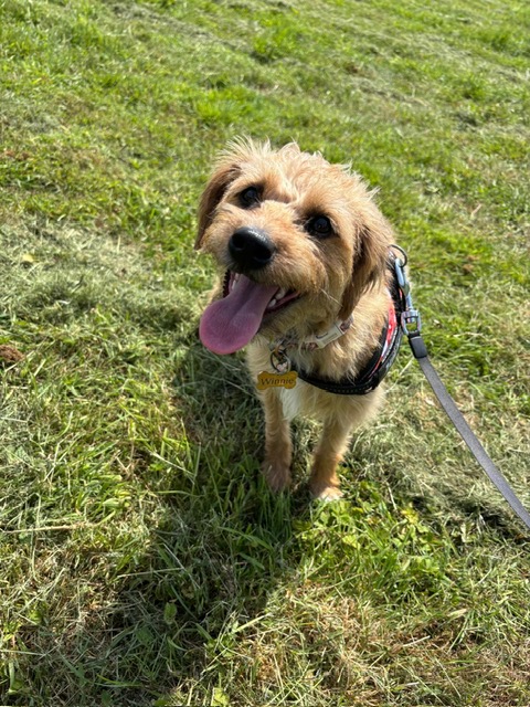 Winnie the terrier enjoying the grass
