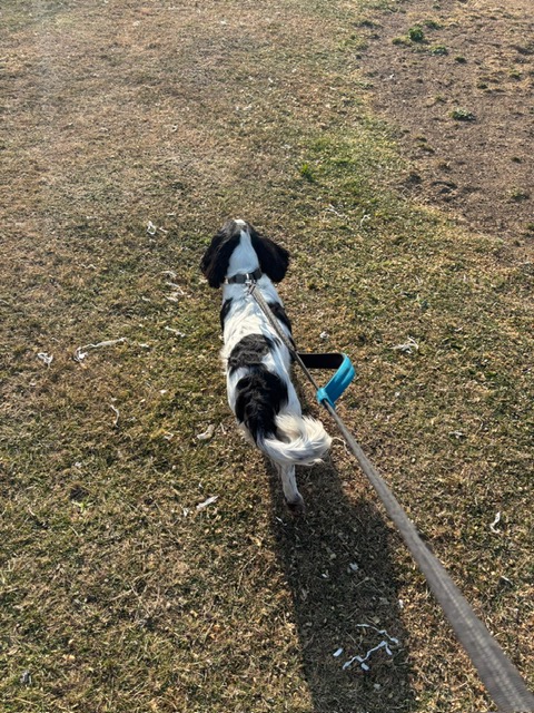 Springer spaniel walking out on the lead