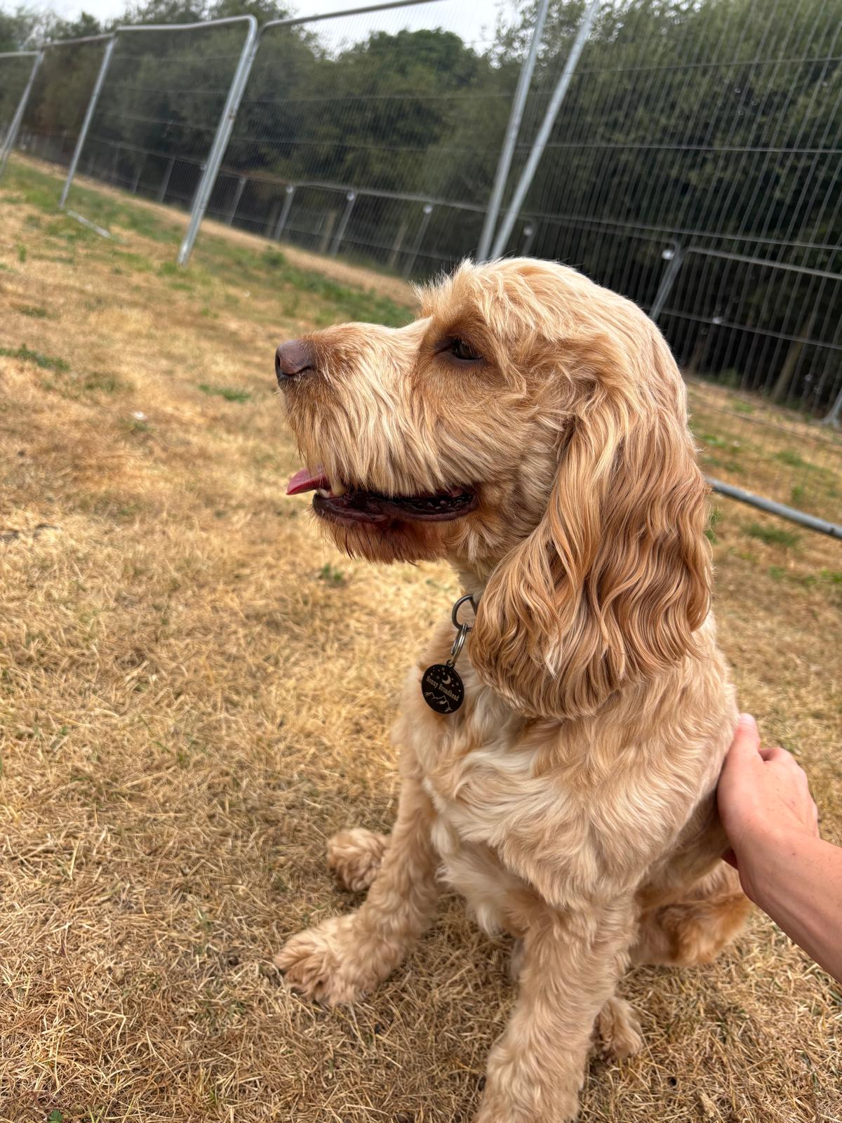 Golden cocker spaniel enjoying a fuss in the paddock