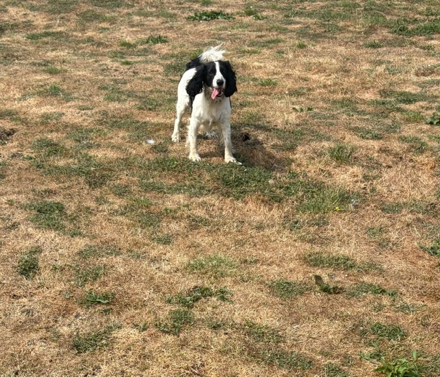 Springer spaniel standing proudly in the field