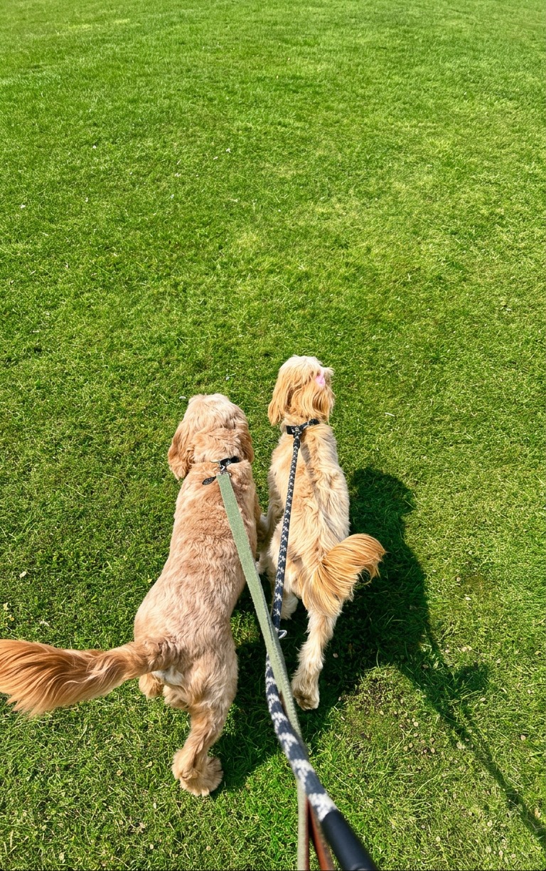 Two cockapoo guests out on a lead walk
