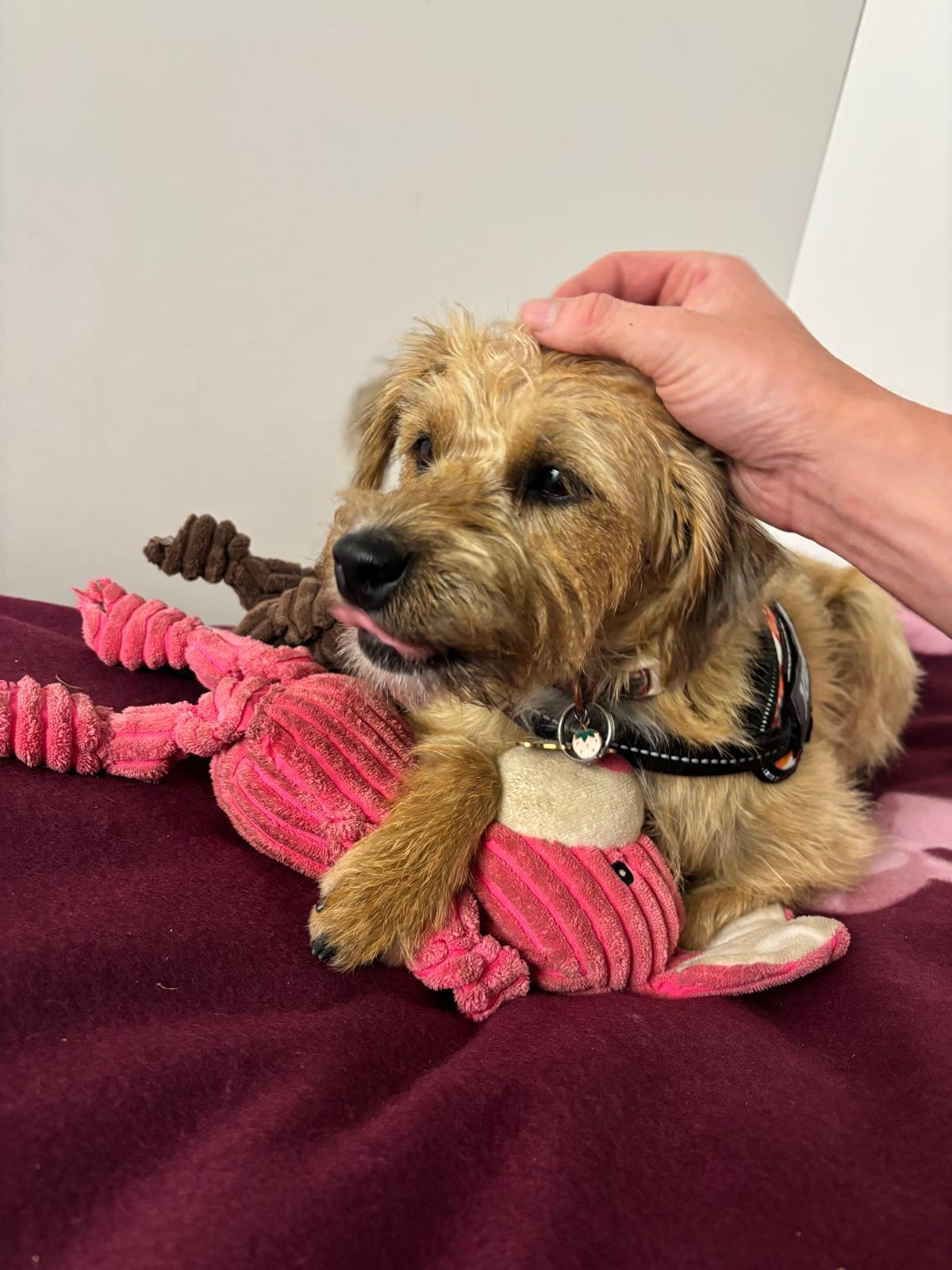 Terrier guest relaxing with a favourite toy