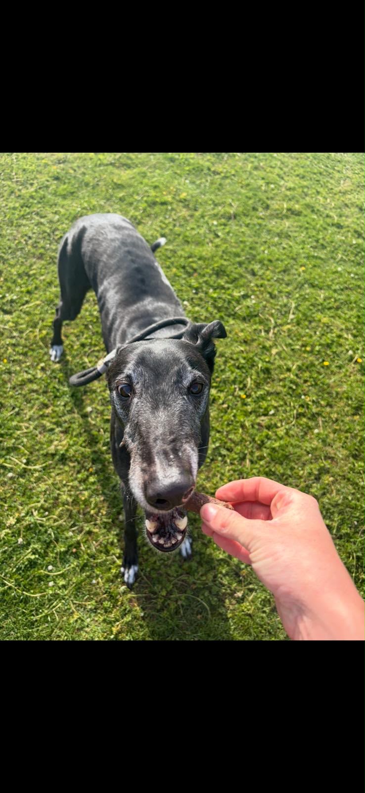 Greyhound guest taking a treat in the paddock
