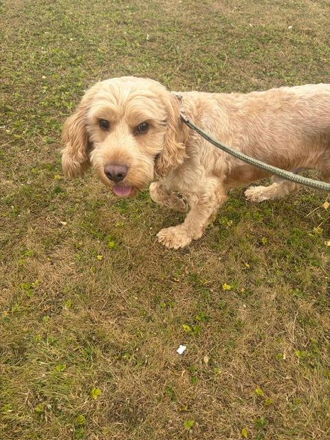 Another lovely guest making the most of the paddocks