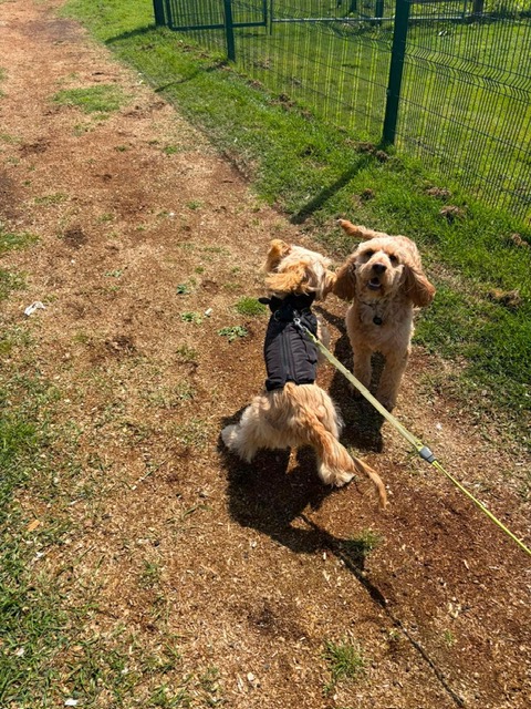 Cockapoo pals on a sunny paddock walk