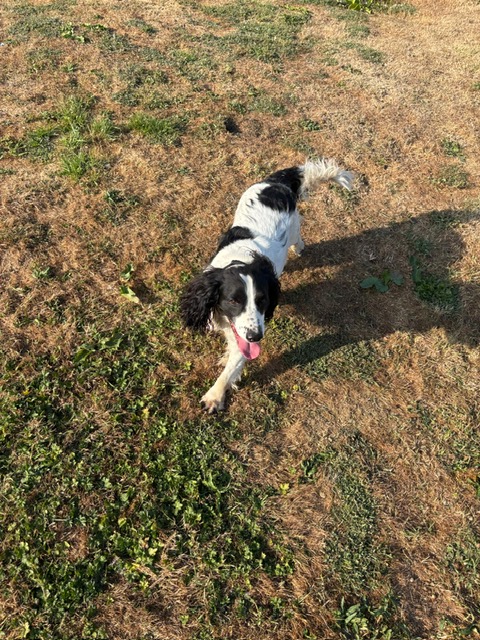 Springer spaniel trotting through the grass