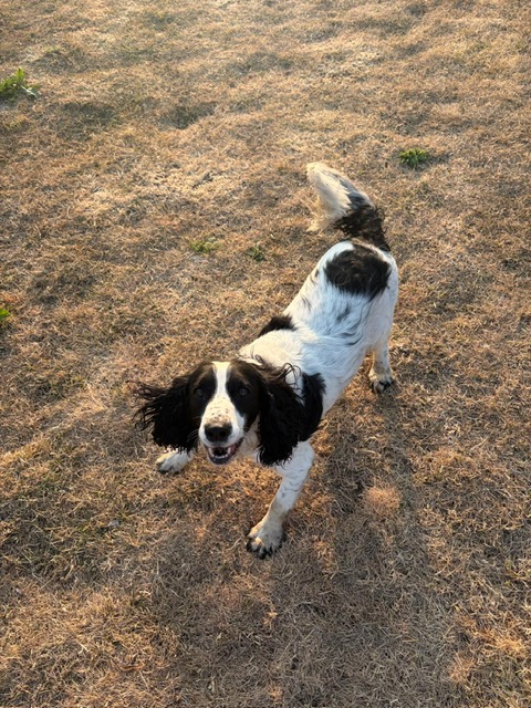 Springer spaniel looking up in the sunshine