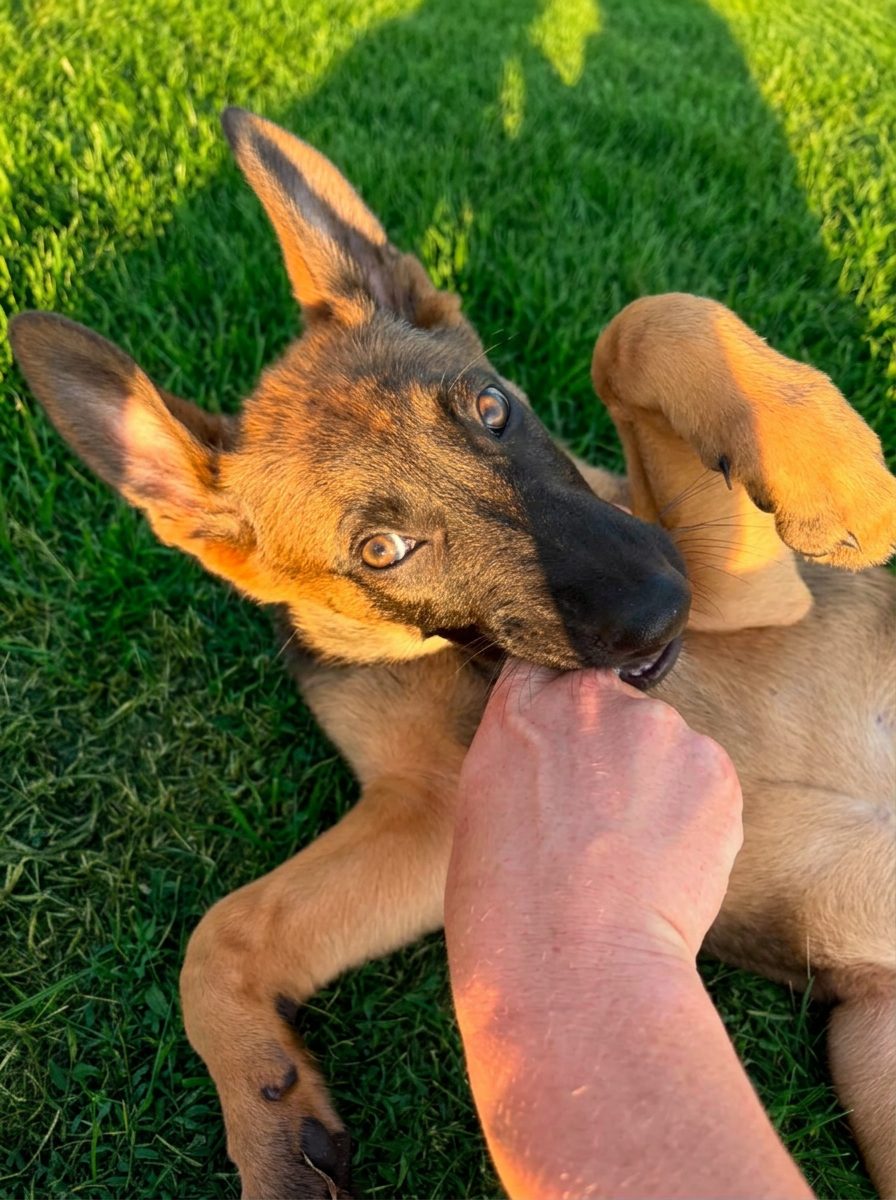 Doggy Day Care